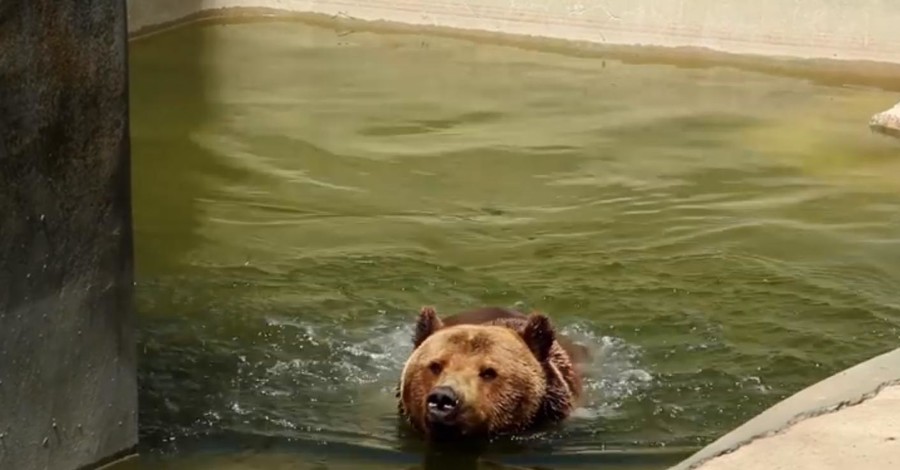 В Харьковском зоопарке показали, как спасают животных от жары