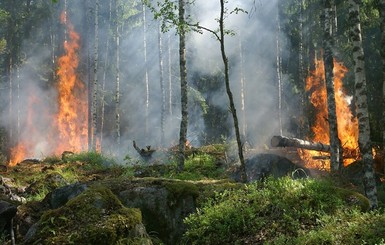 У Станицы Луганской загорелся заминированный лес, спасатели туда не едут