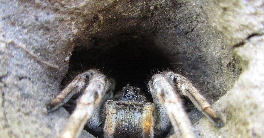 Жителей Харьковской области напугали большие пауки