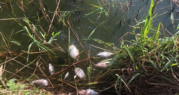 Мор рыбы в Винницкой области: рыба гибнет уже почти неделю 