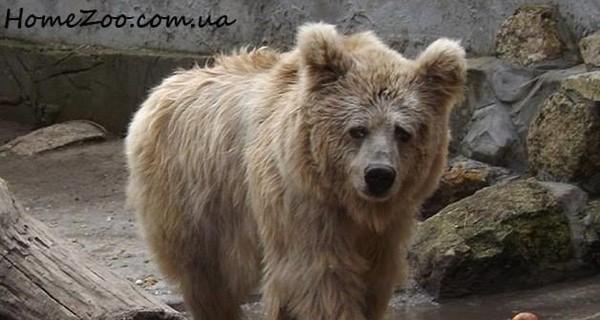 В Житомире настрадавшейся цирковой медведице предоставили дом с бассейном