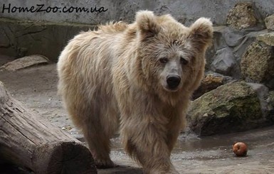 В Житомире настрадавшейся цирковой медведице предоставили дом с бассейном