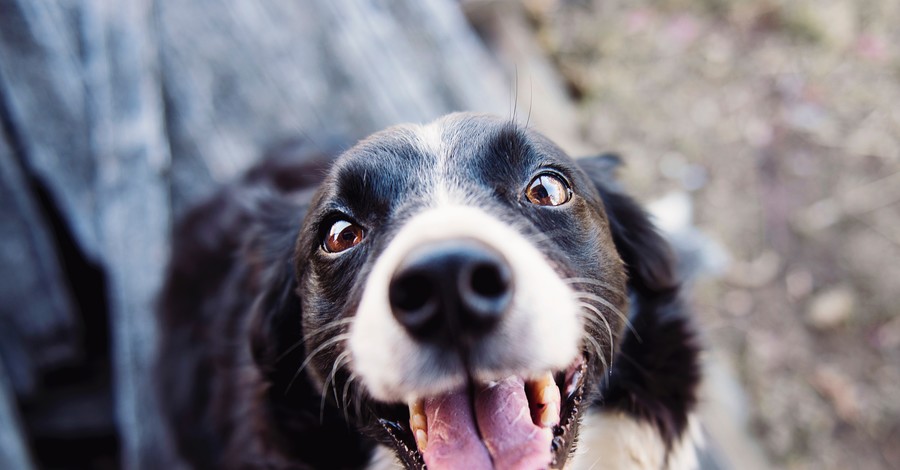 В Китае научились искать пропавших собак по отпечатку носа