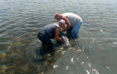 На Херсонщине спасли дельфиненка, погибающего на мелководье
