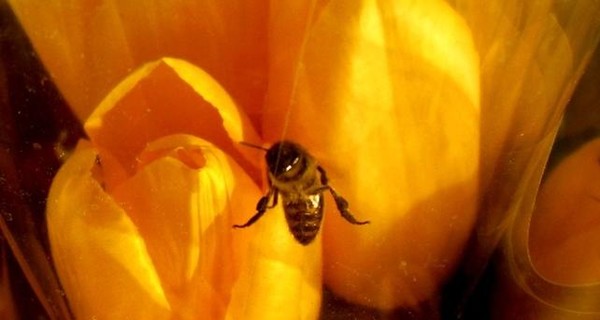 В Черкасской области от укуса пчелы умер мужчина