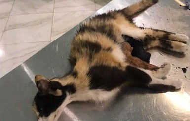 Патрульные растрогали соцсети спасением беременной кошки 