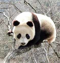 Из рушащегося Китая эвакуируют панд 