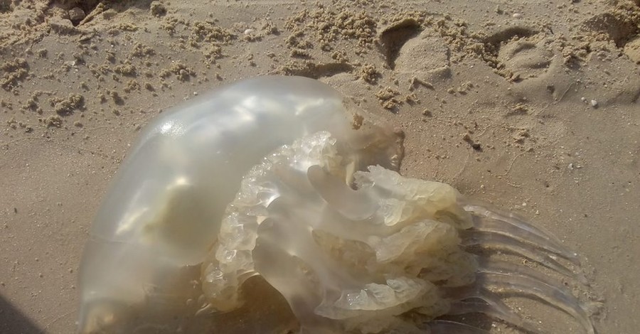 На Азовском море медуз вылавливают лопатами