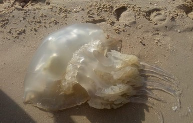 На Азовском море медуз вылавливают лопатами