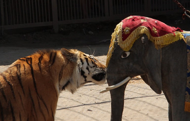 В Харькове тигр разодрал слона