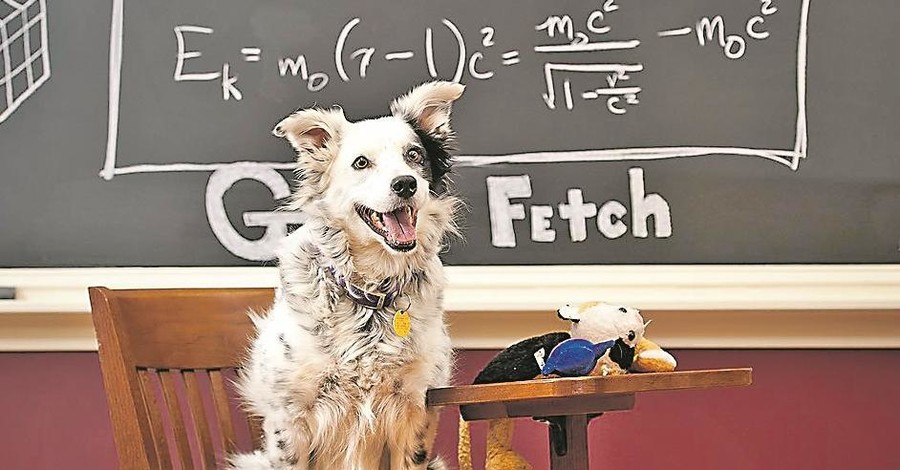 Умерла самая умная в мире собака - она знала 1022 слова