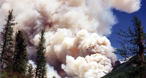 Лесные пожары в России грозят глобальной экологической катастрофой