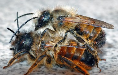 Пчела, приговоренная к смертной казни в Британии, сбежала