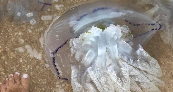 Массовая гибель медуз в Азовском и Черном морях