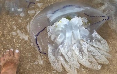 Массовая гибель медуз в Азовском и Черном морях