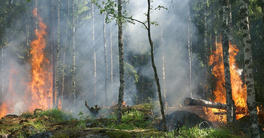 Названа причина природных пожаров в Сибири