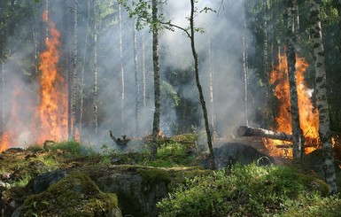 Названа причина природных пожаров в Сибири