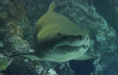 Во Флориде участились нападения акул 