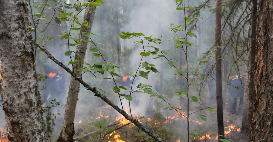 Пожары в Сибири: в Greenpeace бьют тревогу из-за увеличившихся масштабов катастрофы 