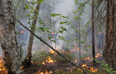 Пожары в Сибири: в Greenpeace бьют тревогу из-за увеличившихся масштабов катастрофы 