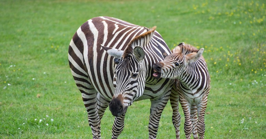 В одесском зоопарке беби-бум: на днях родилась зебра