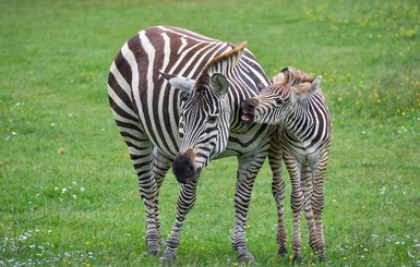 В одесском зоопарке беби-бум: на днях родилась зебра