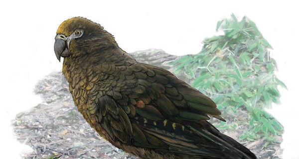 Ученые обнаружили новый вид попугаев
