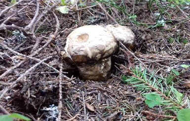 В лесах Закарпатья нашли редкий краснокнижный гриб-корбан