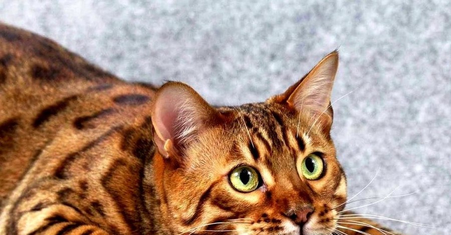Милые, пушистые и очень недешевые: топ 10 самых дорогих кошек в мире