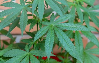 В Европе начали легализировать марихуану