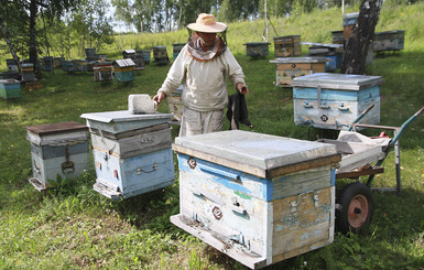 Проверка слуха: украинские пчелы гибнут из-за пестицидов?