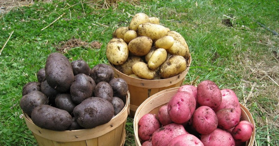 Эксперты назвали пользу цветного картофеля