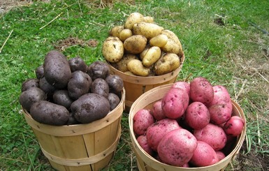 Эксперты назвали пользу цветного картофеля