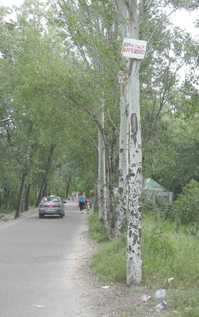 Крыс еще не отловили, а люди уже ныряют 