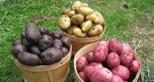 Картошка в Украине бьет ценовые рекорды