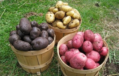 Картошка в Украине бьет ценовые рекорды