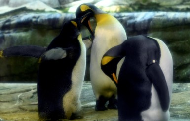В берлинском зоопарке пингвины-геи “усыновили” брошенное яйцо