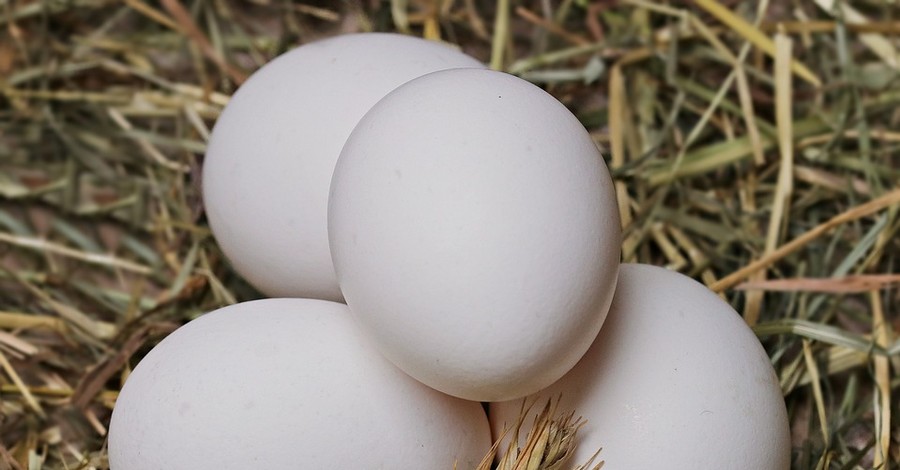 В Латвию завезли украинские яйца с сальмонеллой