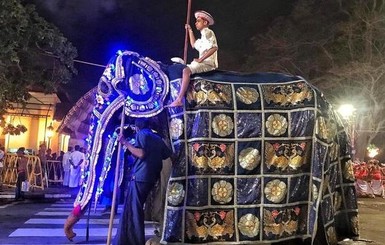 В Шри-Ланке слониху довели до истощения ради религиозных парадов