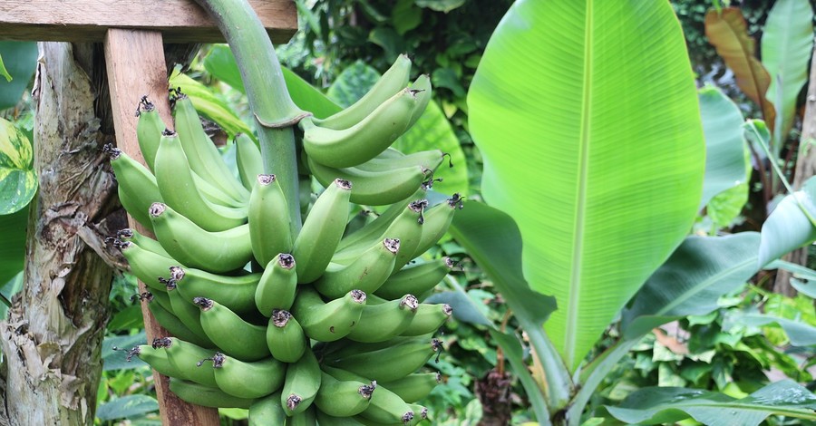 Грибок Fusarium заставил Бразилию уничтожать бананы