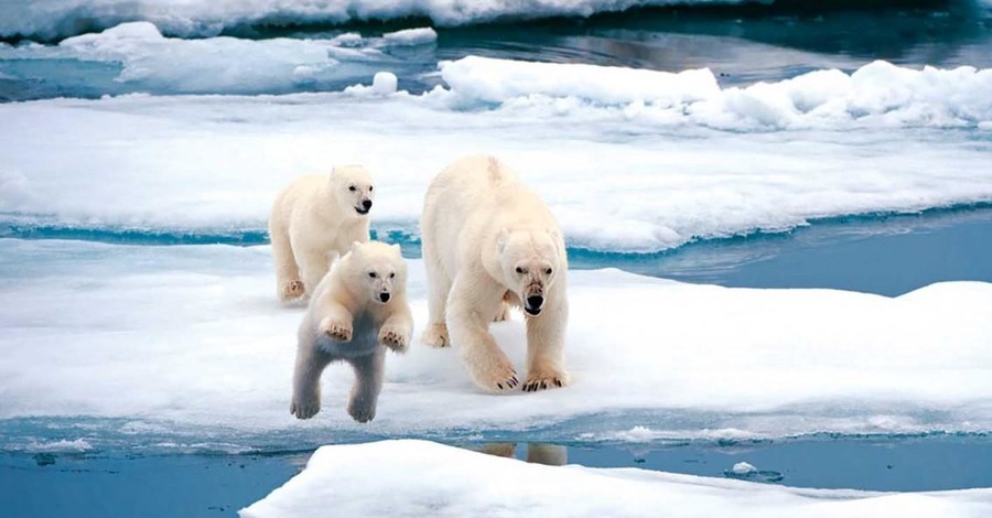 Температура в Арктике добралась до нового исторического рекорда