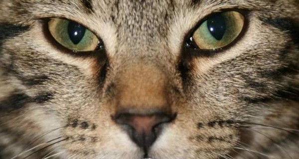 В Мариуполе выбрали самую красивую кошку города