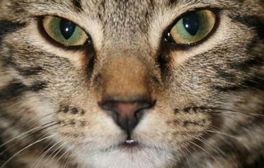 В Мариуполе выбрали самую красивую кошку города