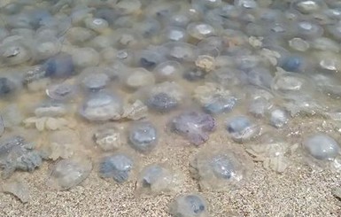 На Азове отдыхающим негде купаться из-за медуз