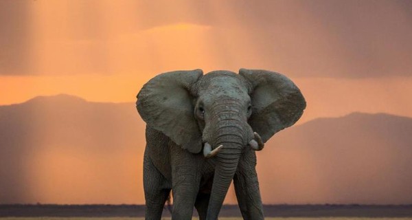 В Женеве запретили продажу африканских слонов циркам