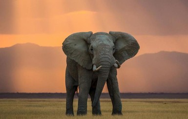 В Женеве запретили продажу африканских слонов циркам