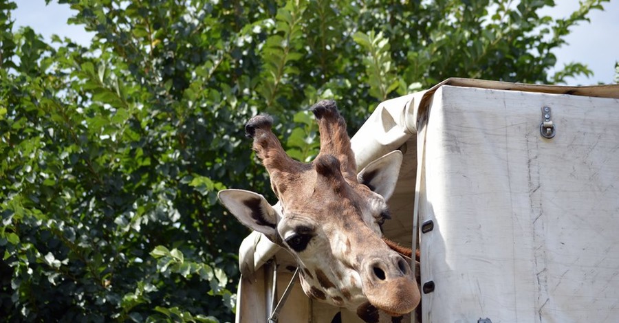 В Николаевском зоопарке поселился редкий жираф