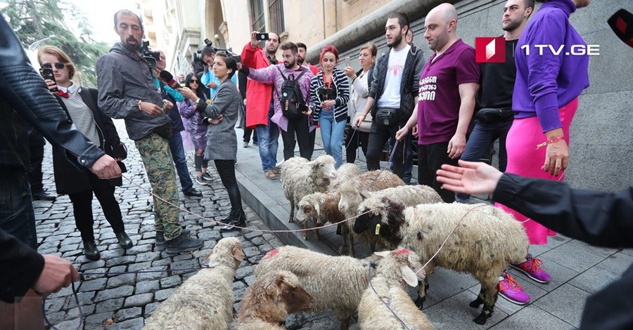 К парламенту Грузии согнали стадо овец, некоторые проникли в здание