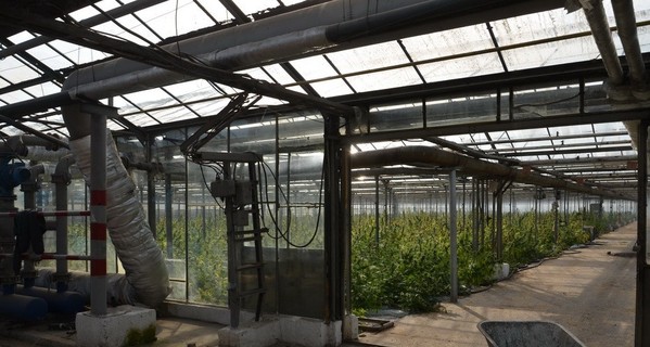 На Ивано-Франковщине СБУ изъяла марихуаны на сумму более 50 миллионов евро