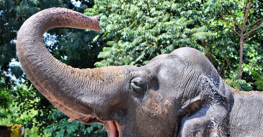 Одесский зоопарк пышно отметит сорокалетие слонихи Венди
